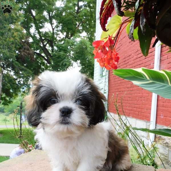 Dallas, Shih Tzu Puppy