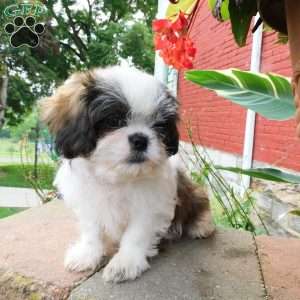 Dallas, Shih Tzu Puppy