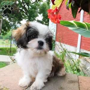 Dallas, Shih Tzu Puppy