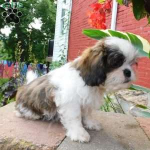 Dallas, Shih Tzu Puppy