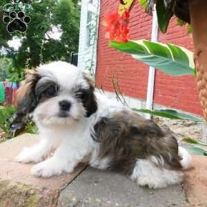 Dallas, Shih Tzu Puppy