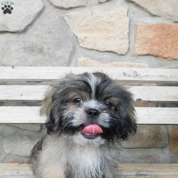 Max, Shih Tzu Puppy