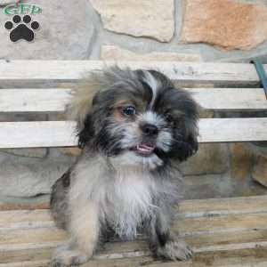 Max, Shih Tzu Puppy