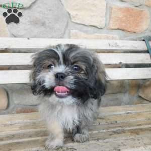Max, Shih Tzu Puppy