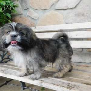 Max, Shih Tzu Puppy