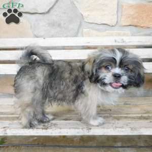 Max, Shih Tzu Puppy