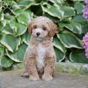 Maddison, Mini Goldendoodle Puppy