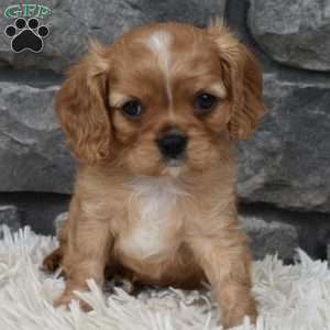 Blaze, Cavalier King Charles Spaniel Puppy