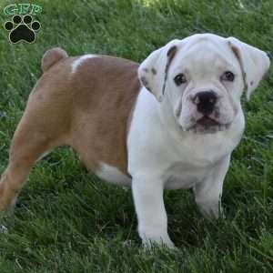 Tessa, Beabull Puppy