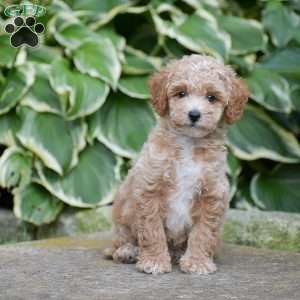 Maddison, Mini Goldendoodle Puppy