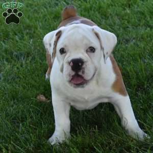 Tessa, Beabull Puppy