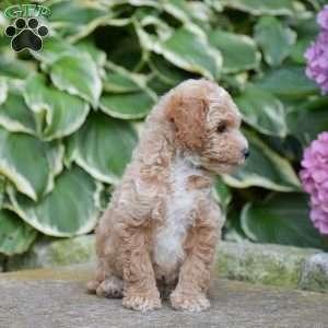 Maddison, Mini Goldendoodle Puppy