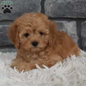 Maggie, Cavapoo Puppy