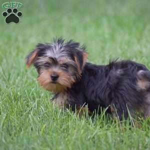 Roland, Yorkie Puppy