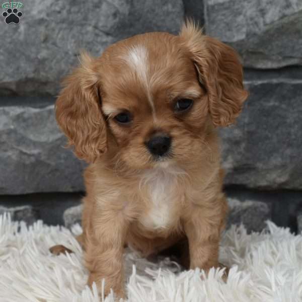 Blaze, Cavalier King Charles Spaniel Puppy