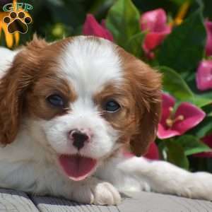 Blessing, Cavalier King Charles Spaniel Puppy