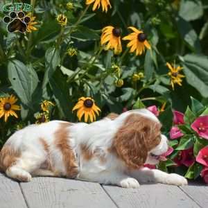 Blessing, Cavalier King Charles Spaniel Puppy