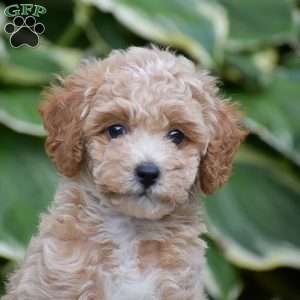 Maddison, Mini Goldendoodle Puppy