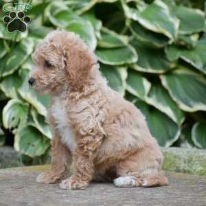 Maddison, Mini Goldendoodle Puppy