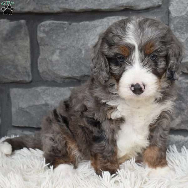 Buddy, Mini Bernedoodle Puppy