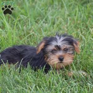Roland, Yorkie Puppy
