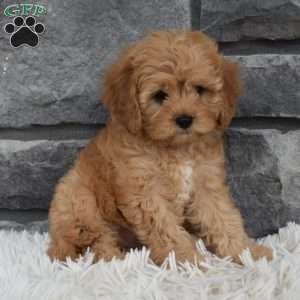 Maggie, Cavapoo Puppy