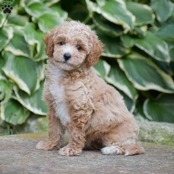 Maddison, Mini Goldendoodle Puppy