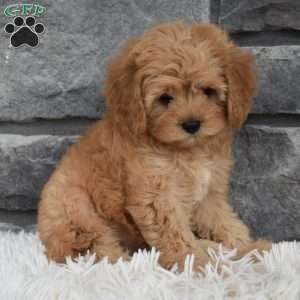 Maggie, Cavapoo Puppy