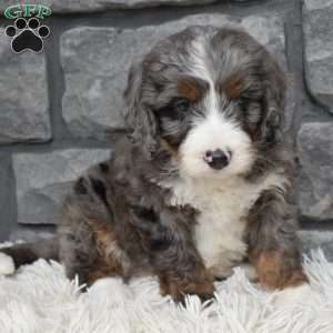 Buddy, Mini Bernedoodle Puppy