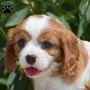 Barney, Cavalier King Charles Spaniel Puppy