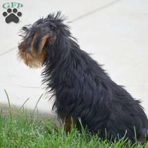 Roland, Yorkie Puppy