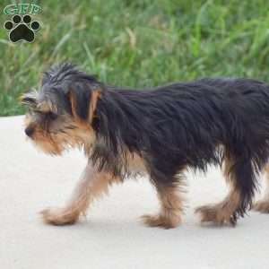 Roland, Yorkie Puppy