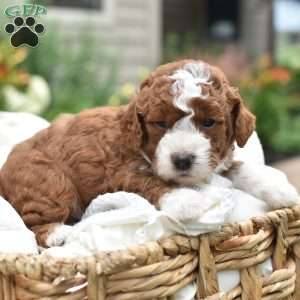 Ollie, Mini Goldendoodle Puppy