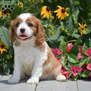 Barney, Cavalier King Charles Spaniel Puppy