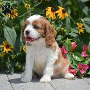 Barney, Cavalier King Charles Spaniel Puppy
