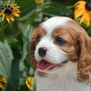 Barney, Cavalier King Charles Spaniel Puppy