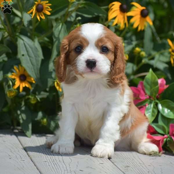 Barney, Cavalier King Charles Spaniel Puppy