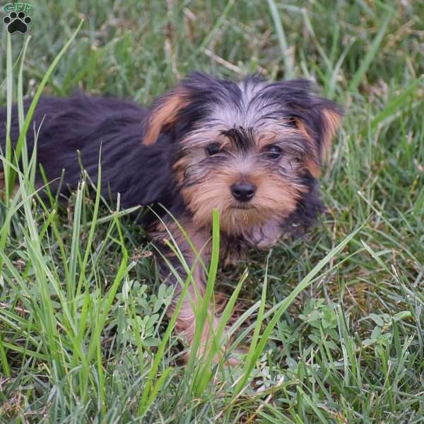 Roland, Yorkie Puppy