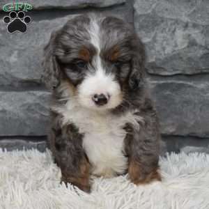 Buddy, Mini Bernedoodle Puppy