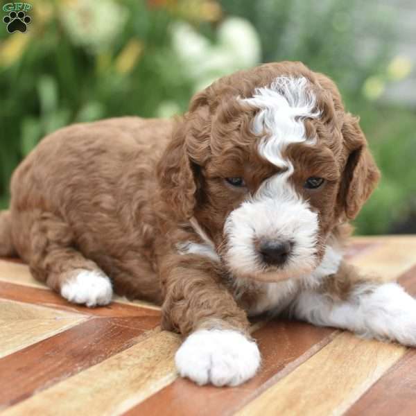 Ollie, Mini Goldendoodle Puppy