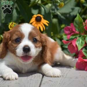Bingo, Cavalier King Charles Spaniel Puppy
