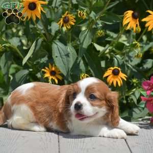 Bingo, Cavalier King Charles Spaniel Puppy