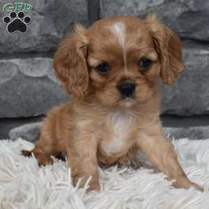 Blaze, Cavalier King Charles Spaniel Puppy