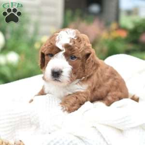 Ollie, Mini Goldendoodle Puppy