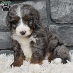 Buddy, Mini Bernedoodle Puppy
