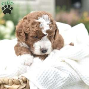Ollie, Mini Goldendoodle Puppy