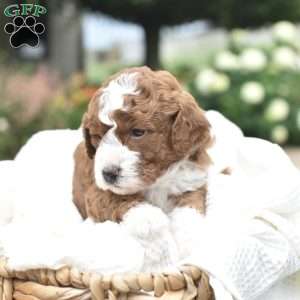 Ollie, Mini Goldendoodle Puppy