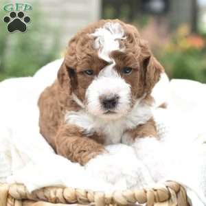 Ollie, Mini Goldendoodle Puppy