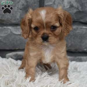 Blaze, Cavalier King Charles Spaniel Puppy