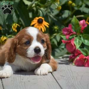Bingo, Cavalier King Charles Spaniel Puppy